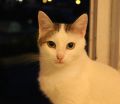 Котик ищет дом - пожалуйста звоните фотография